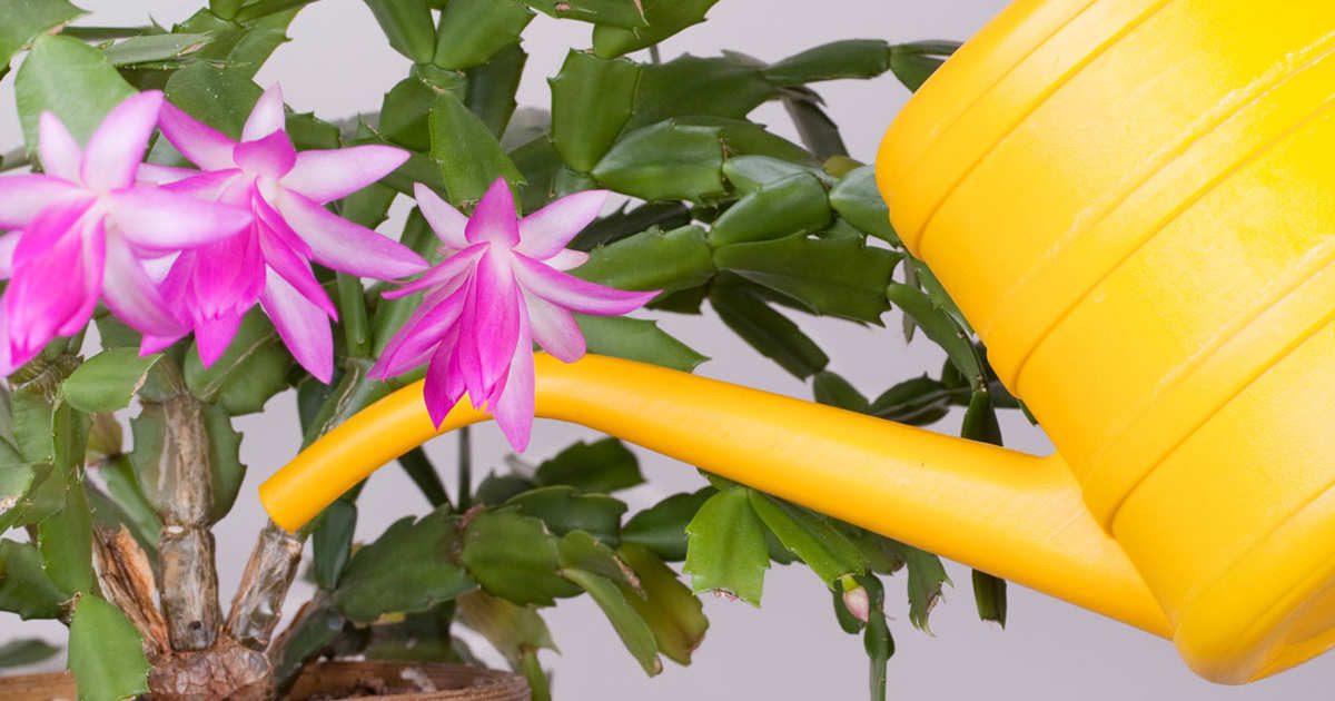 Una planta regada en exceso tiene los mismos síntomas que una deshidratada. Para saber qué hacer tienes que mirar las raíces