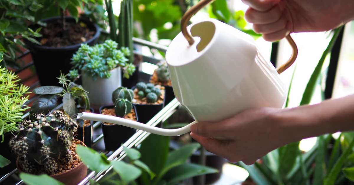En invierno hay que regar menos, pero no te confíes con las plantas de interior que tienes dentro de casa