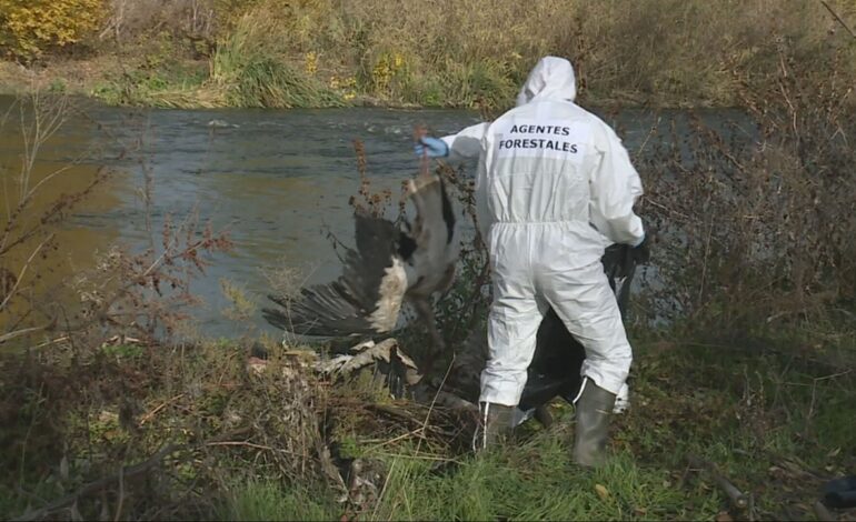La ribera del Manzanares se convierte en un cementerio de cigüeñas por un posible brote de gripe aviar que la CAM descarta como grave