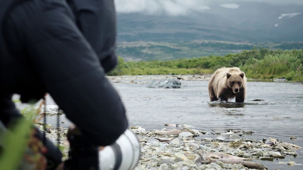 El tenso momento de un oso grizzly al establecer contacto visual con Patricia Conde: «Ha acabado mi día»