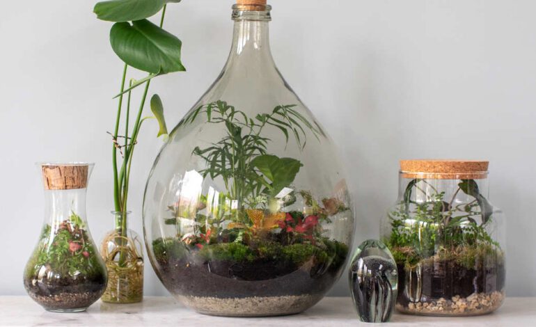 Las mejores plantas para cultivar en terrarios y cómo hacerlo