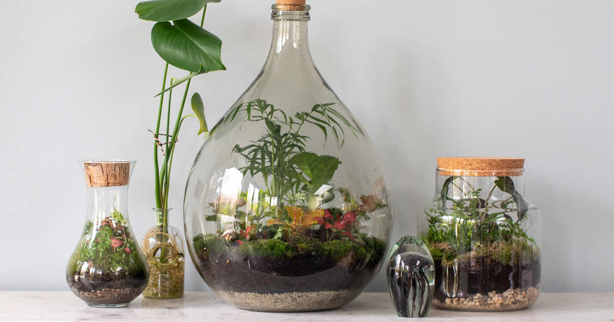 Las mejores plantas para cultivar en terrarios y cómo hacerlo