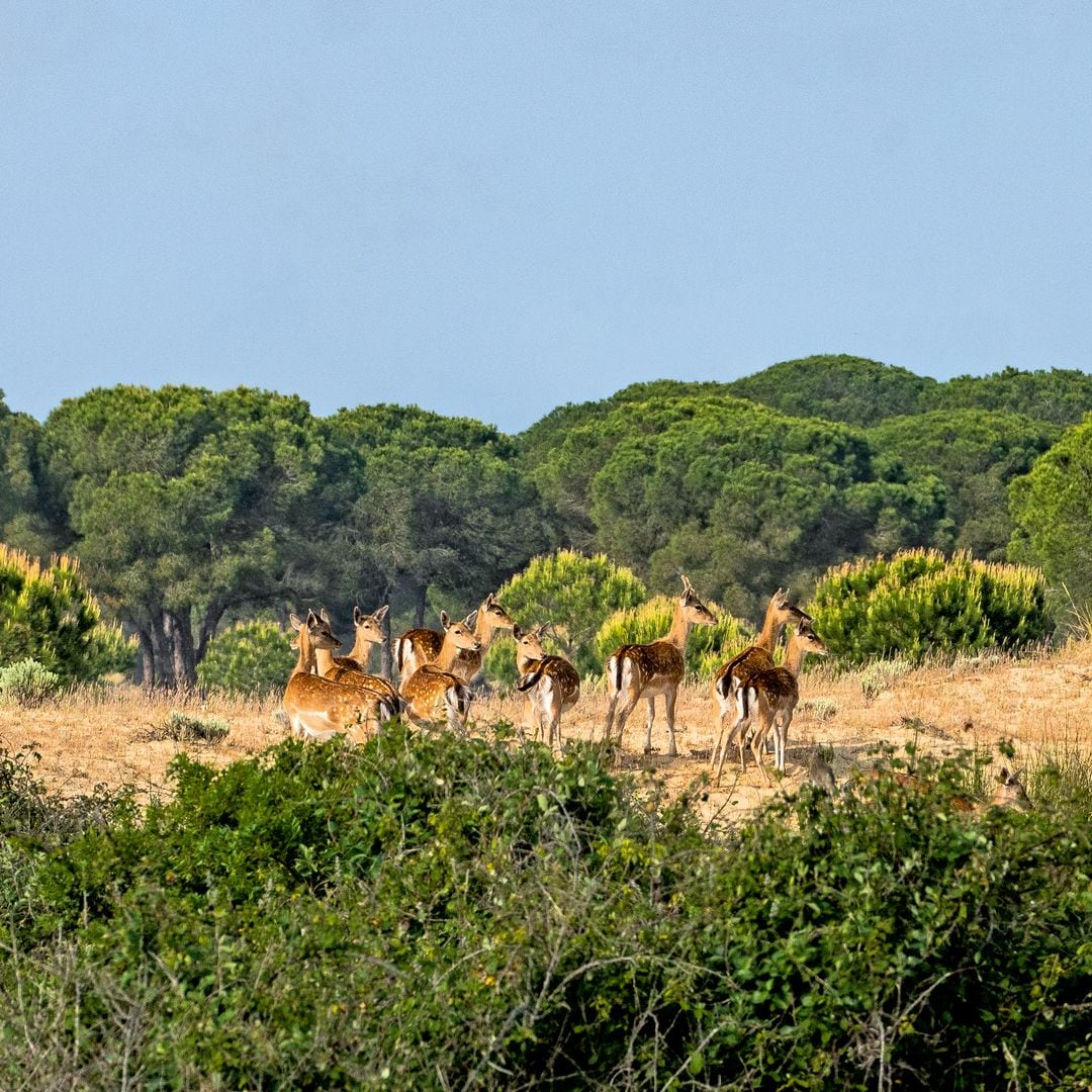 Fauna del Parque Nacional de Doñana, Huelva