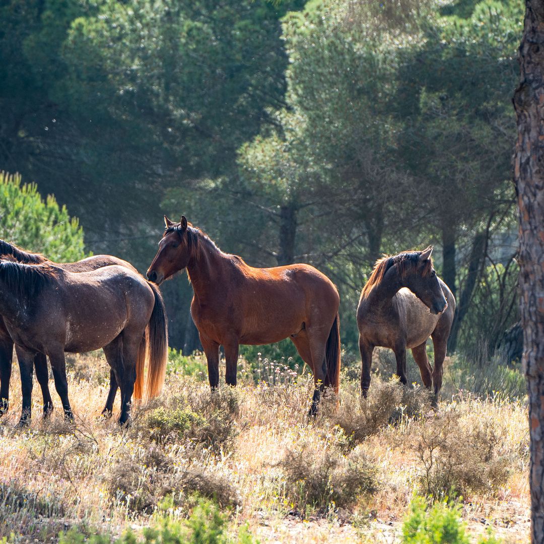 Caballos en el Parque Nacional de Doñana, Huelva