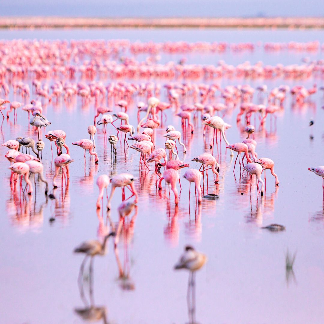 Flamencos en el Parque Nacional Amboseli, Kenia