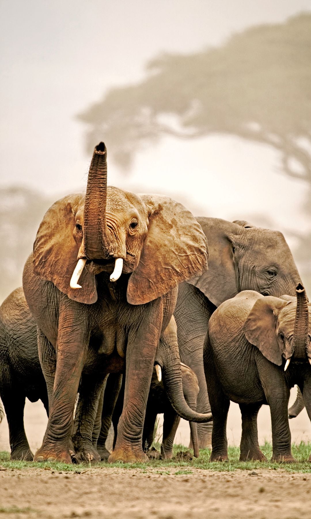 Parque Nacional Amboseli, Kenia, conocido como el hogar de los elefantes