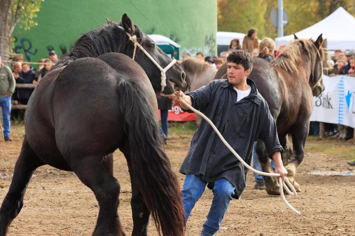 Esteve Pasqual con uno de sus caballos pirenaicos en la Fira Ramadera de Puigcerdà