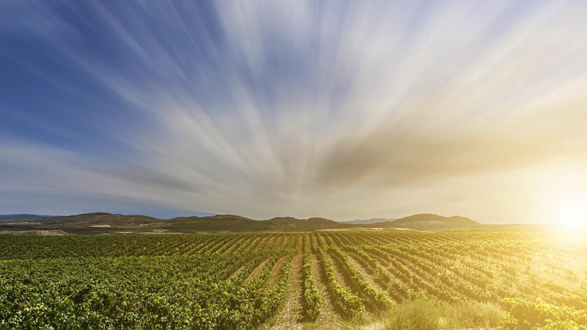 El paisaje y los suelos pedregosos que definen el carácter de los vinos de la Familia Escudero.