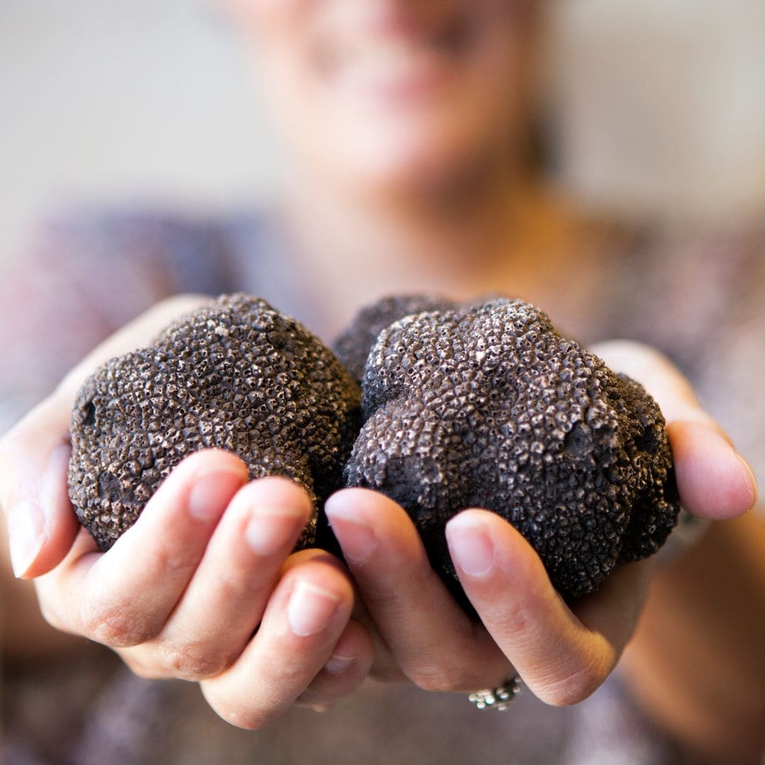 Visitante de la trufa negra en las truferas del río Pilas, mora de Rubielos, Teruel