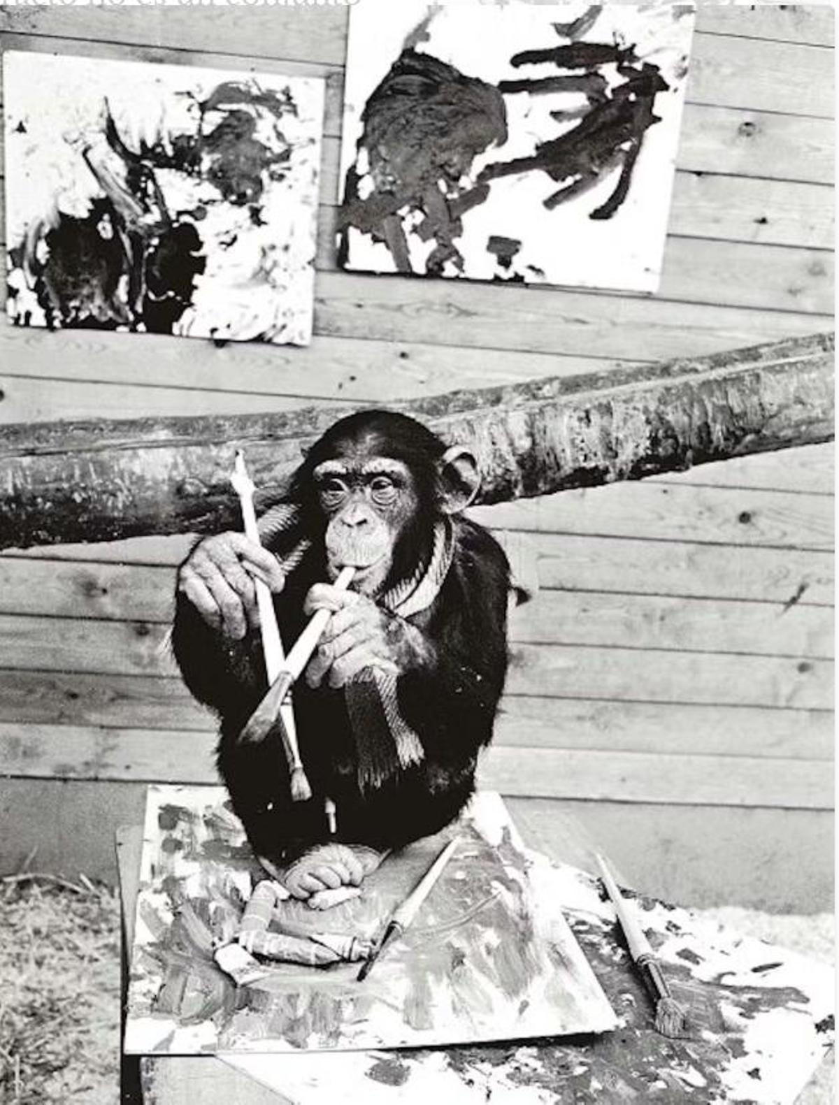 A mediados del siglo pasado era bastante común experimentar con simios cautivos dejándolos pintar con pinturas al óleo. En la foto aparece Peter, también conocido como Pierre Brassau, del zoológico sueco Borås Djurpark.
