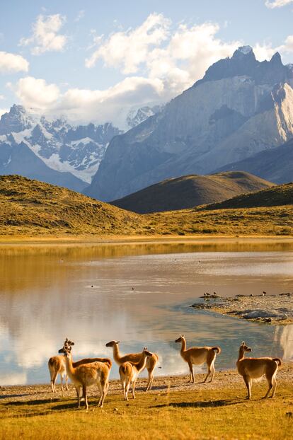 Los guanacos, los habitantes de Torres del Paine.