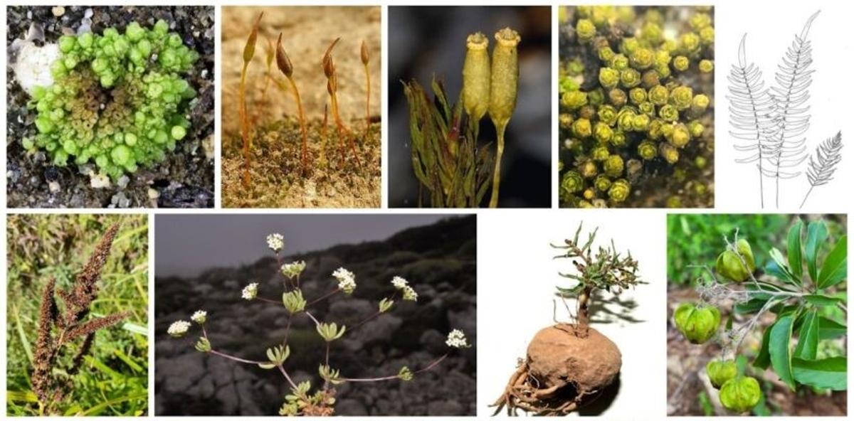 Otras plantas descubiertas