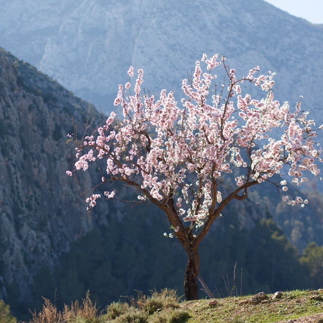 Premio de Fotografía Mula en Flor, Murcia