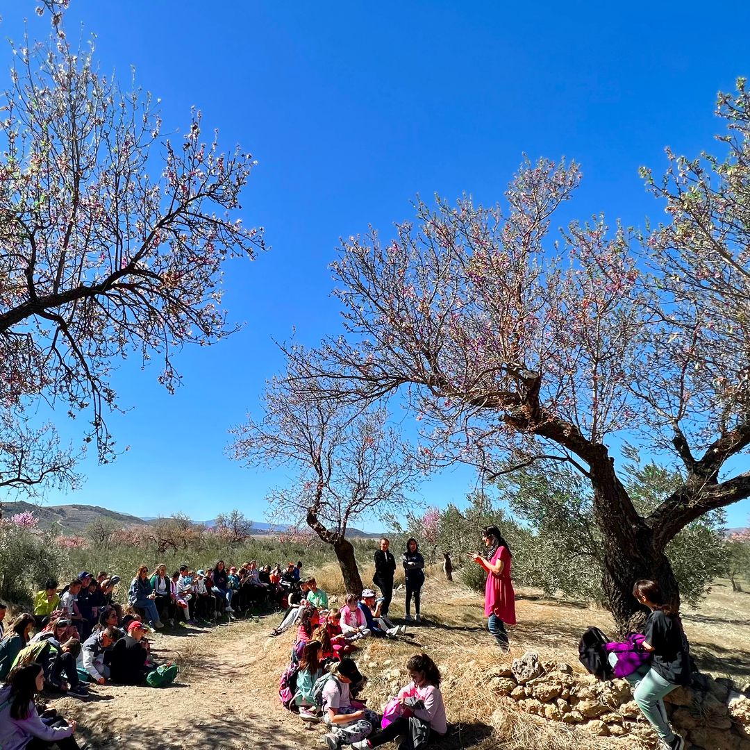 Almendros en flor en Oria, Almería