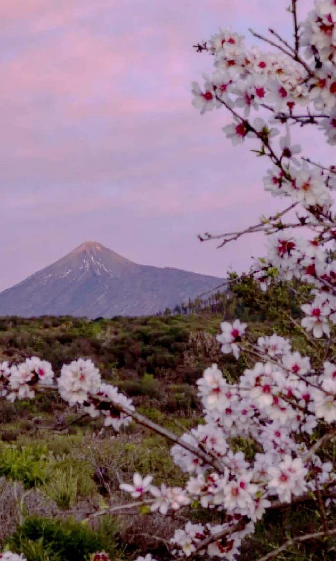 Almendros en flor en los alrededores de Santiago del Teide, Tenerife
