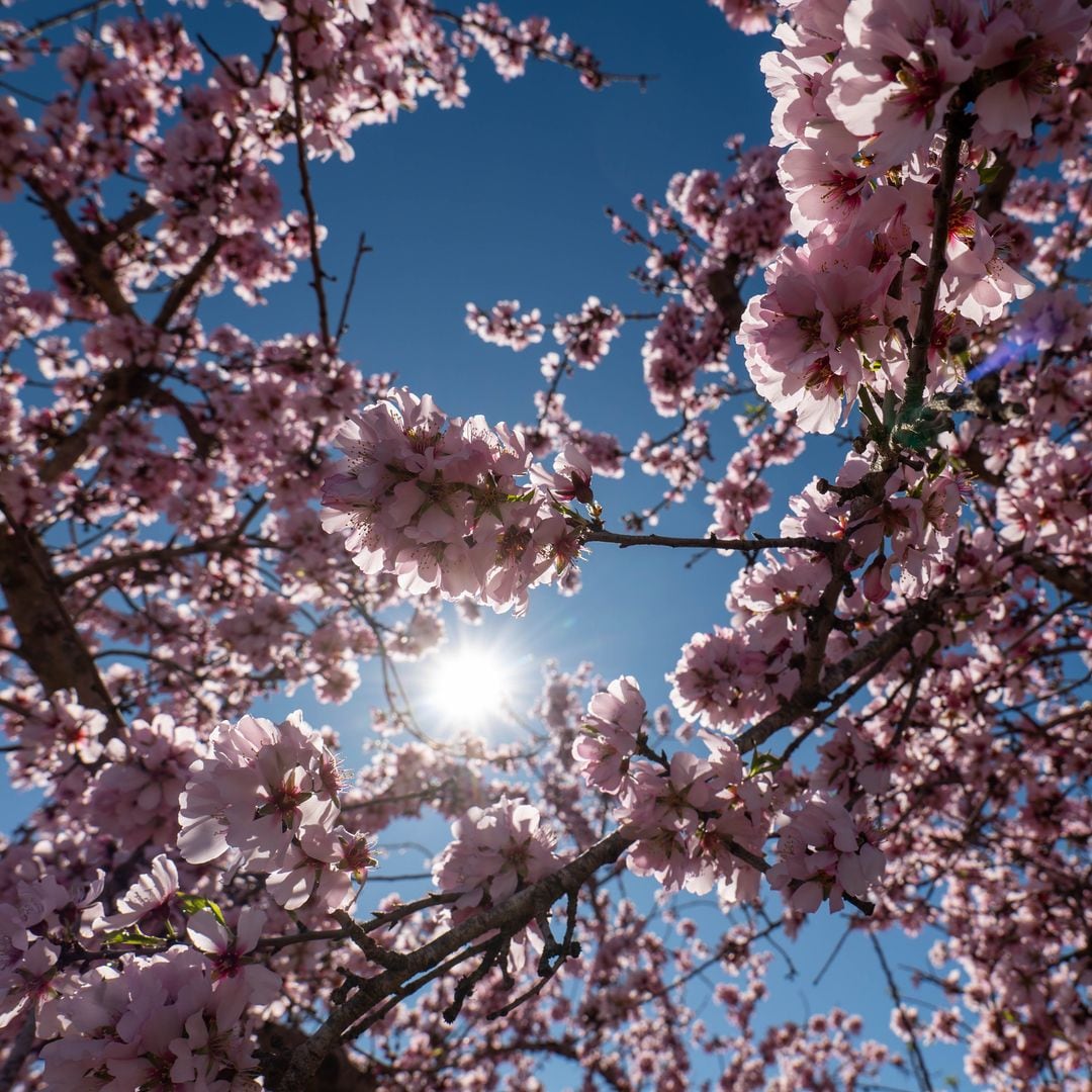 Almendros en flor en Mula, Murcia