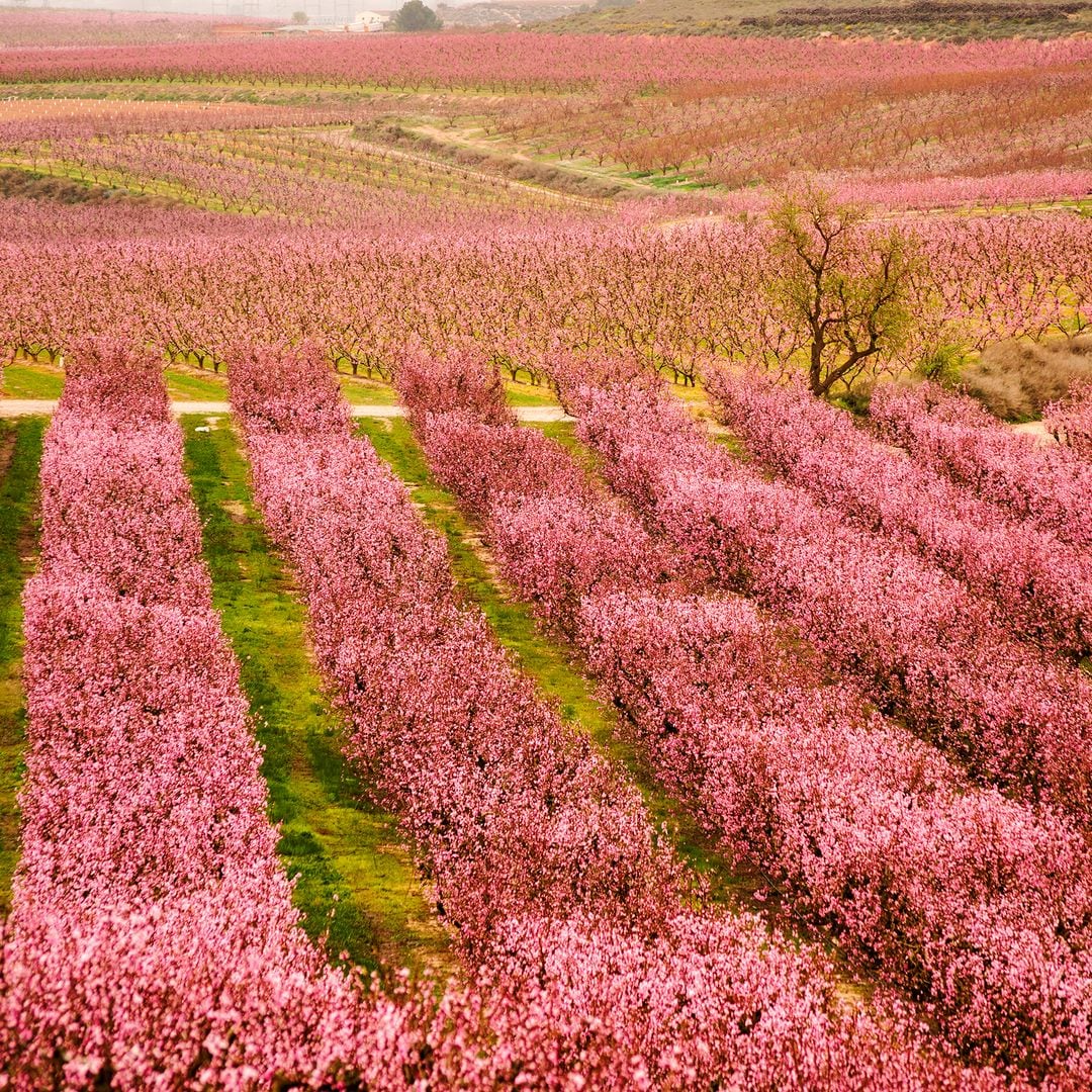Floración en Aitona, Lleida
