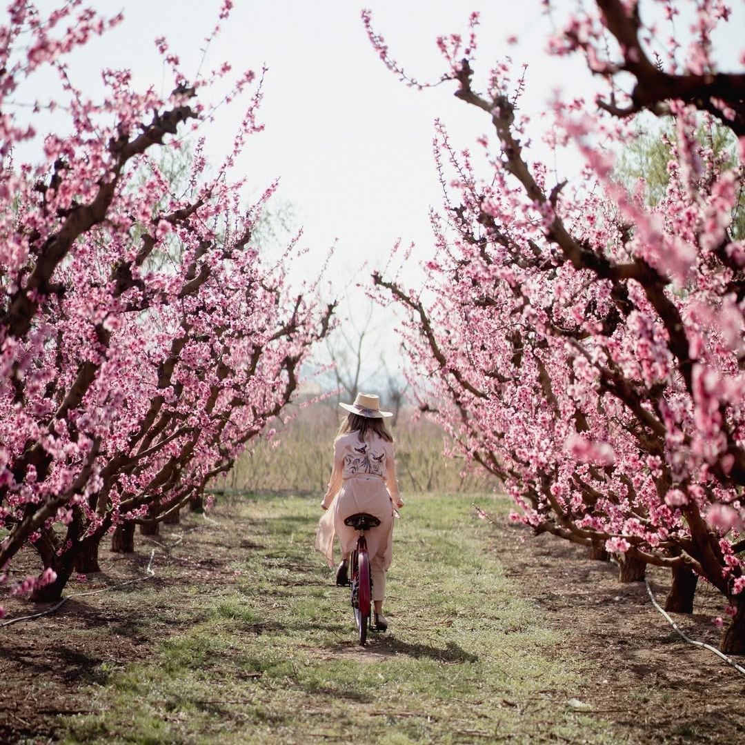 Ciclismo entre los campos floridos de Aitona, Lleida