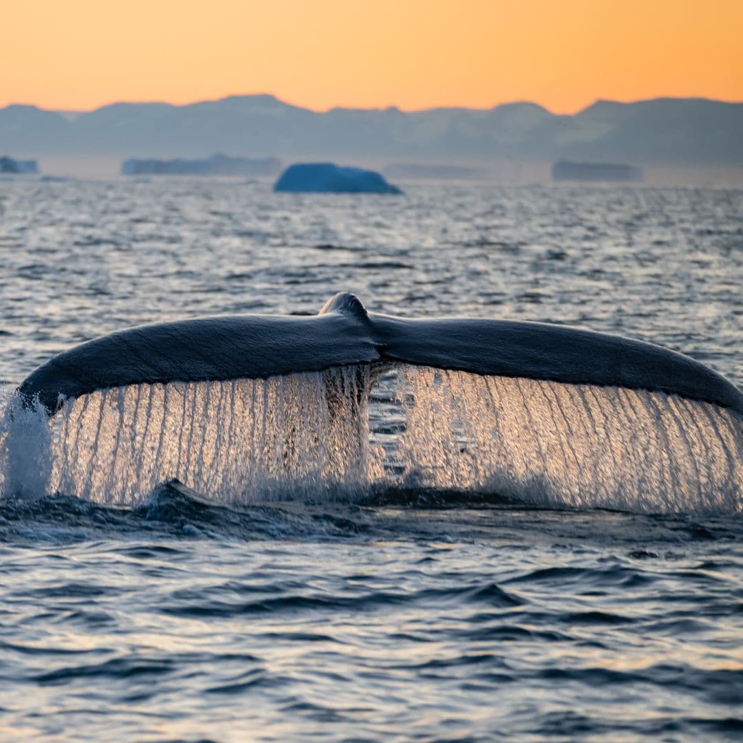 Ballena bajo el sol de medianoche en la bahía Disko, Groenlandia