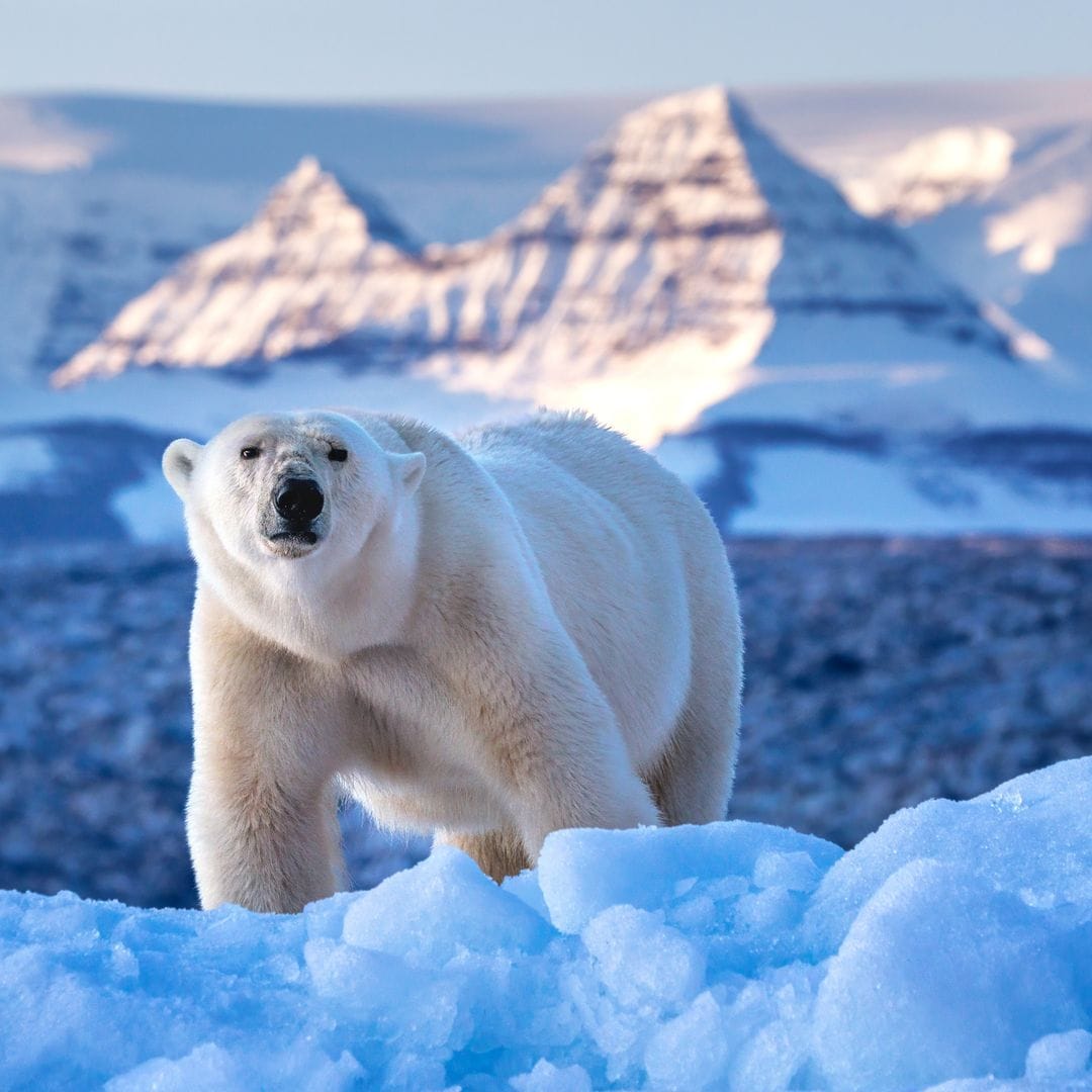 El oso polar, Ursus maritimus y las montañas de roca roja de Vikinge Bay, Scoresby Sund, Groenlandia