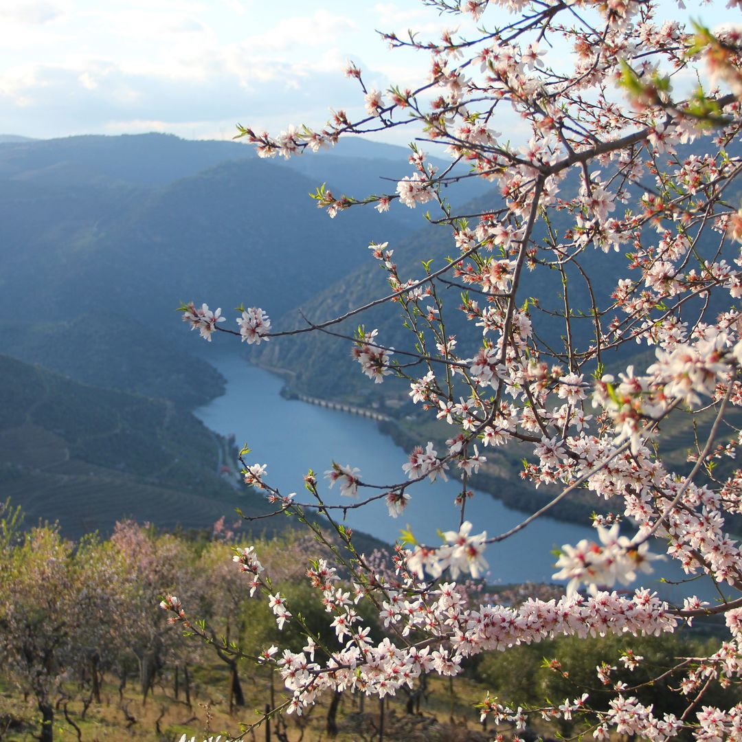 Almendros en el valle del Duero, Portugal