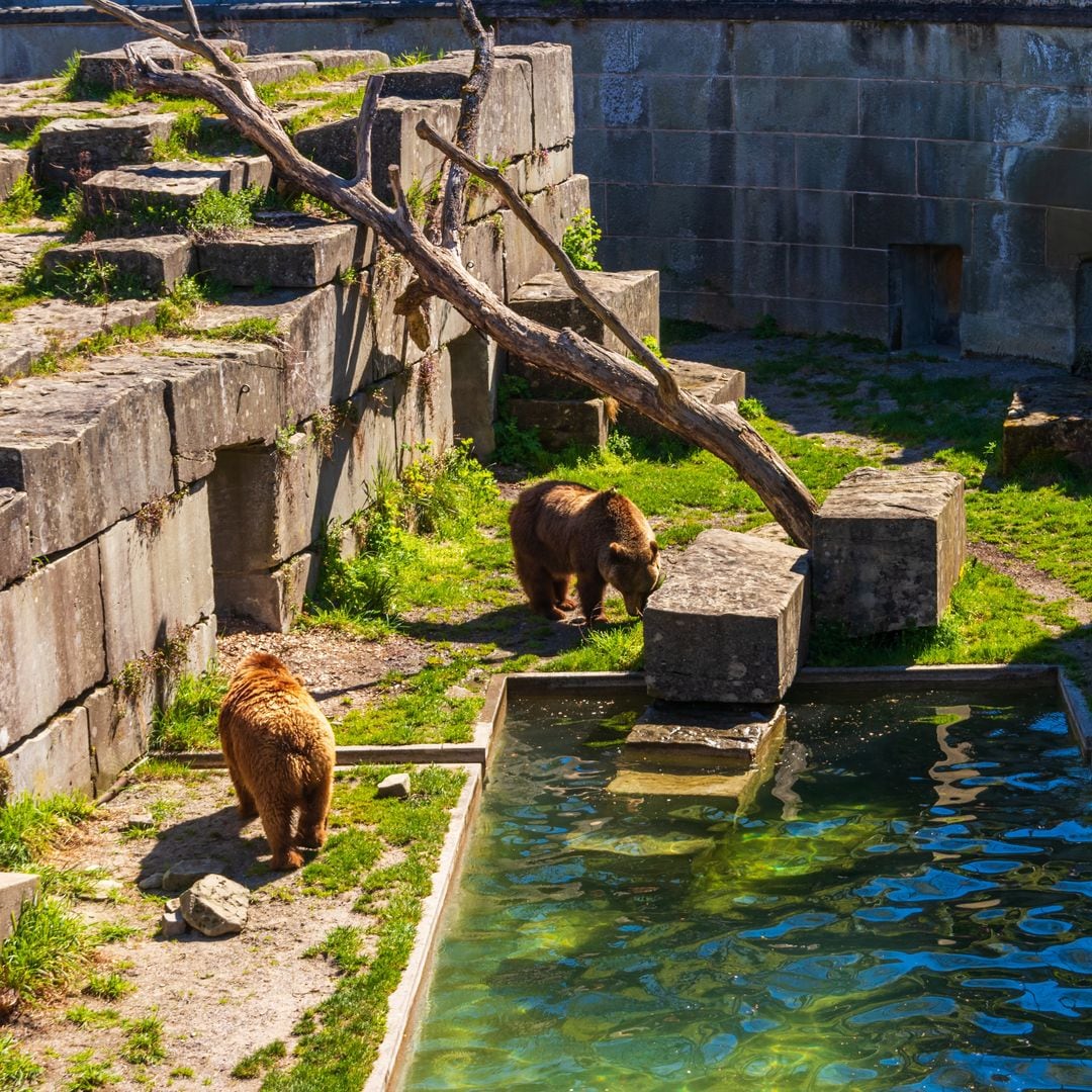 El espacio verde de Berna a orillas del Aar, donde todavía conviven varios osos: el BärenPark.