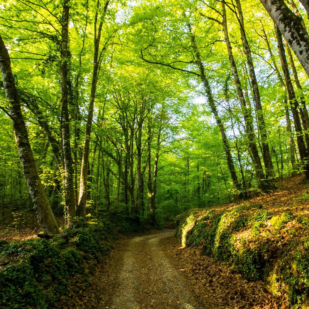 Bosque de la Fageda d'en Jordà, Garrotxa, Girona