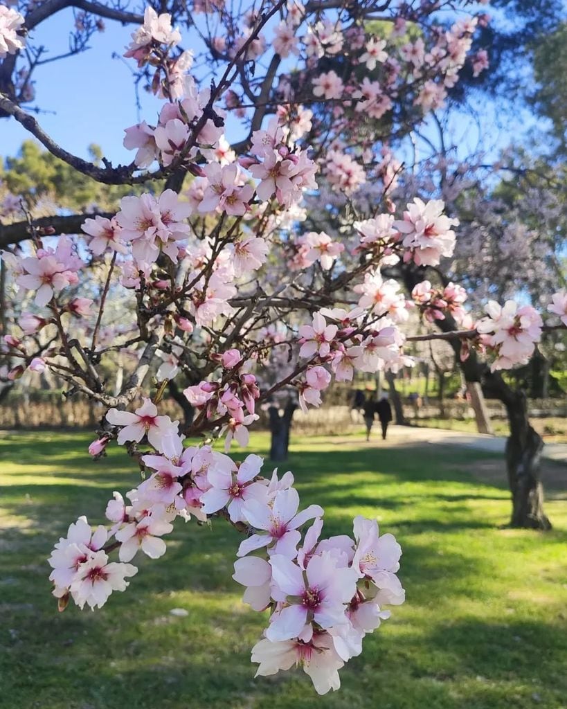 Almendros en flor en el parque Quinta de los Molinos, Madrid