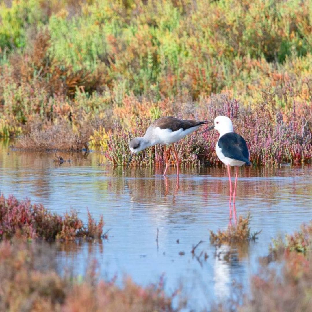 aves en las marismas de la isla Cristina Huelva