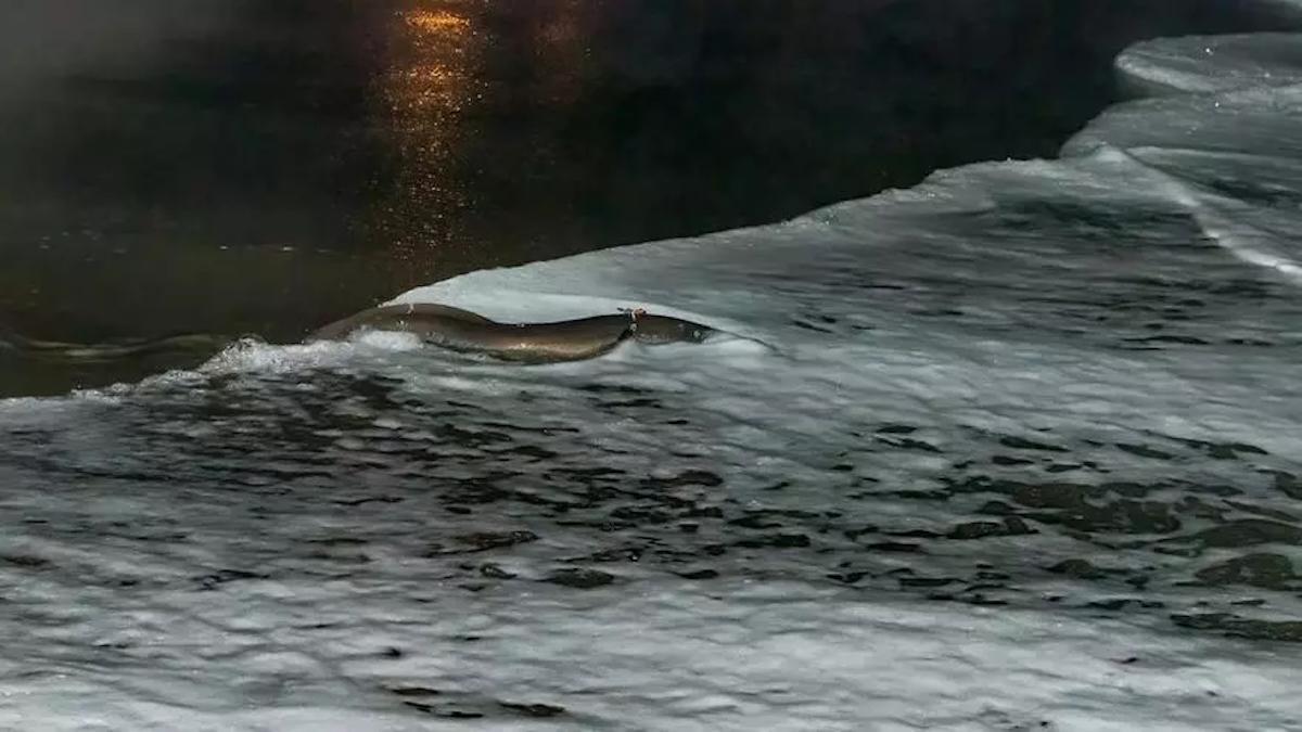 Anguila equipada con transmisor de radio.