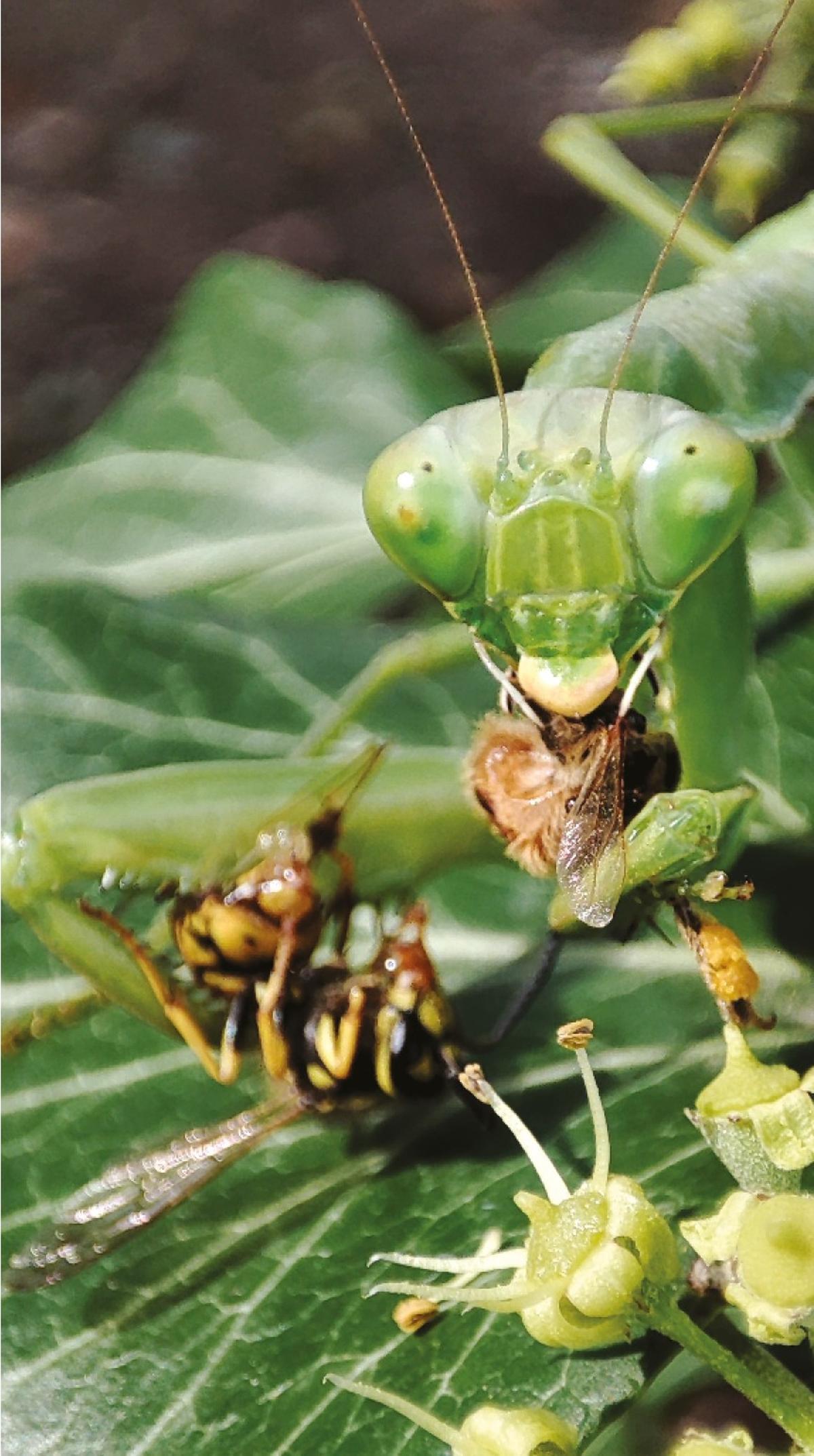 Una mantis gigante devorando una avispa