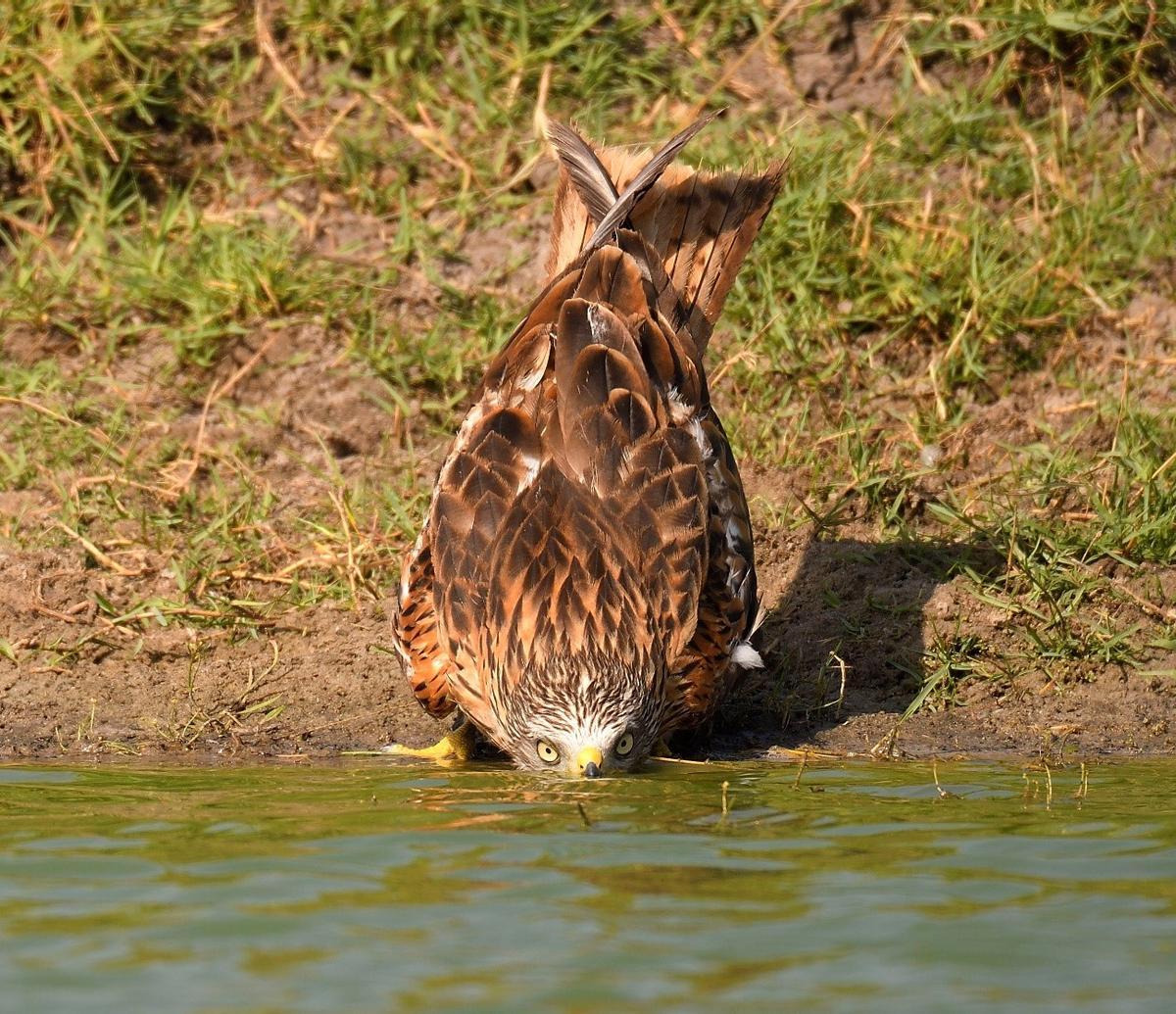 Un Milano real bebe de un estanque que está a punto de secarse.