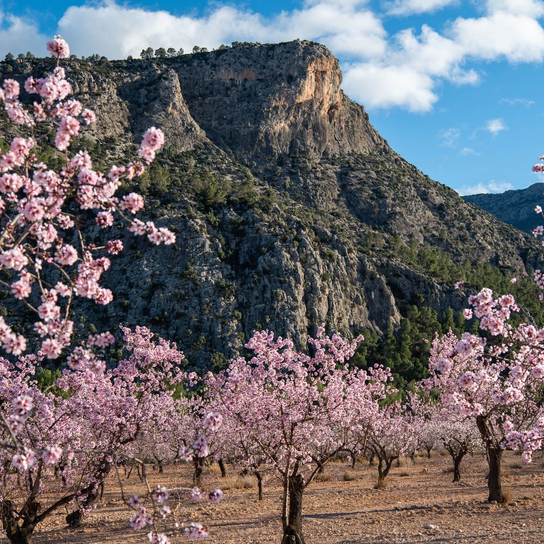 Almendros en flor en Mula, Murcia