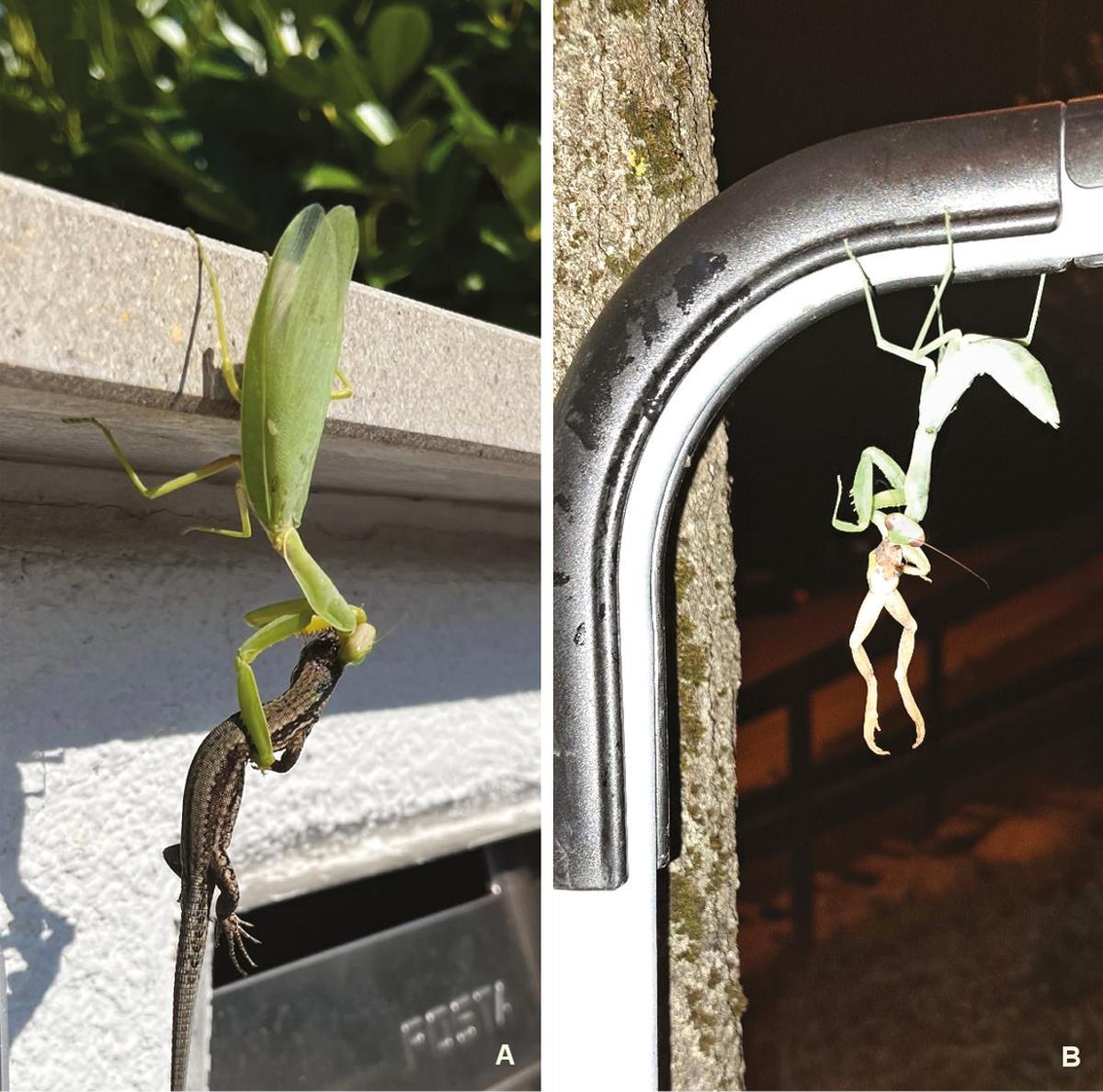 Mantis gigante devorando un lagarto (izquierda) y una rana (derecha)