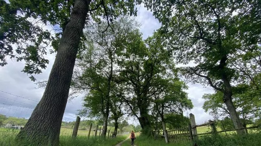 Ruta del sendero del remedio