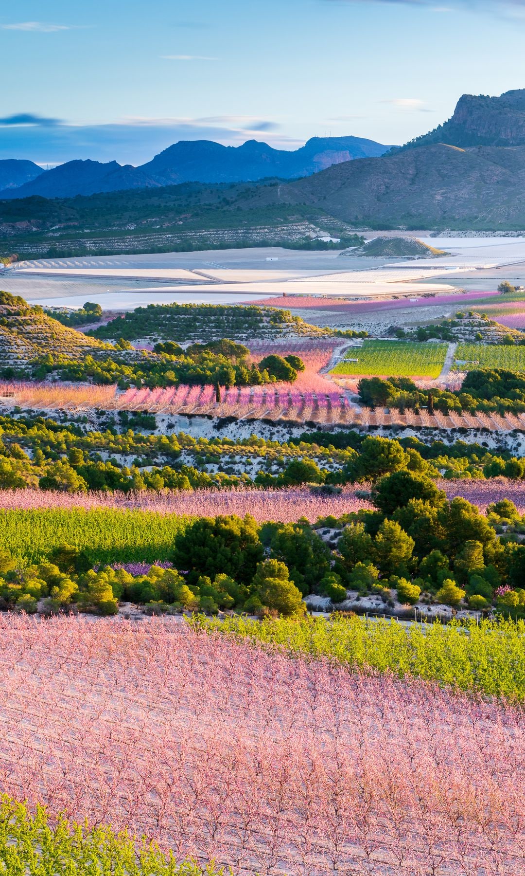 Melocotoneros en flor en Cieza, Murcia