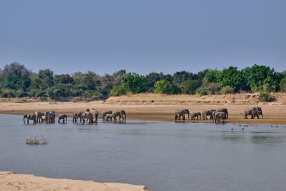 Una manada de elefantes en las aguas del Parque Nacional South Luangwa.