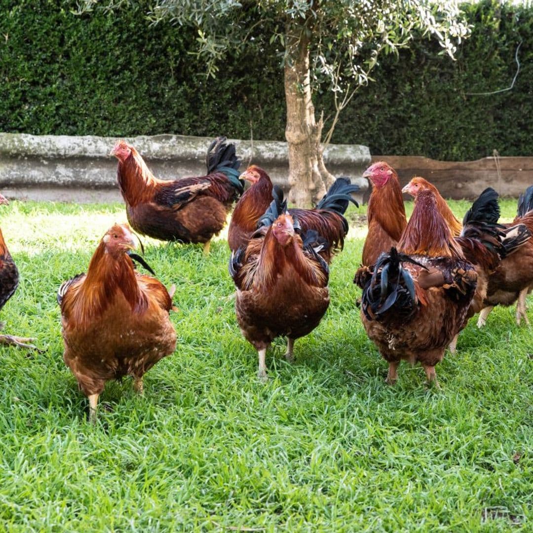 Los famosos capones de Vilalba