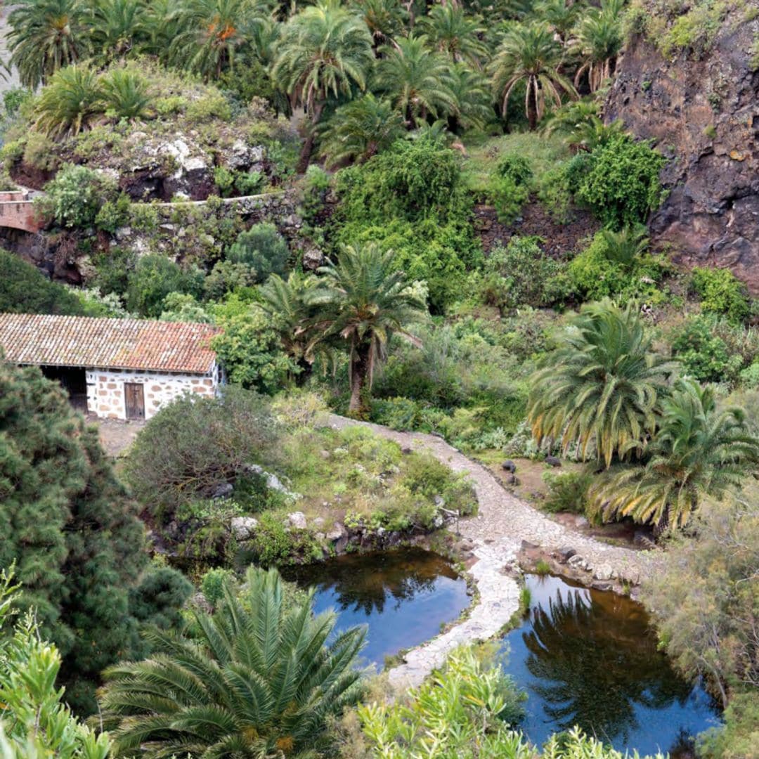 Jardín Botánico Canario