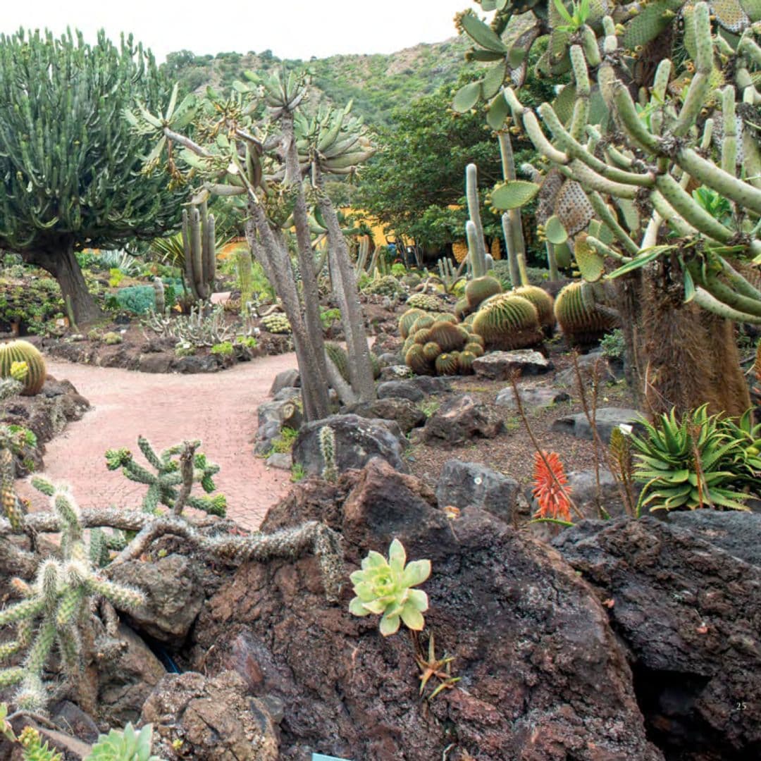 Jardín Botánico Canario