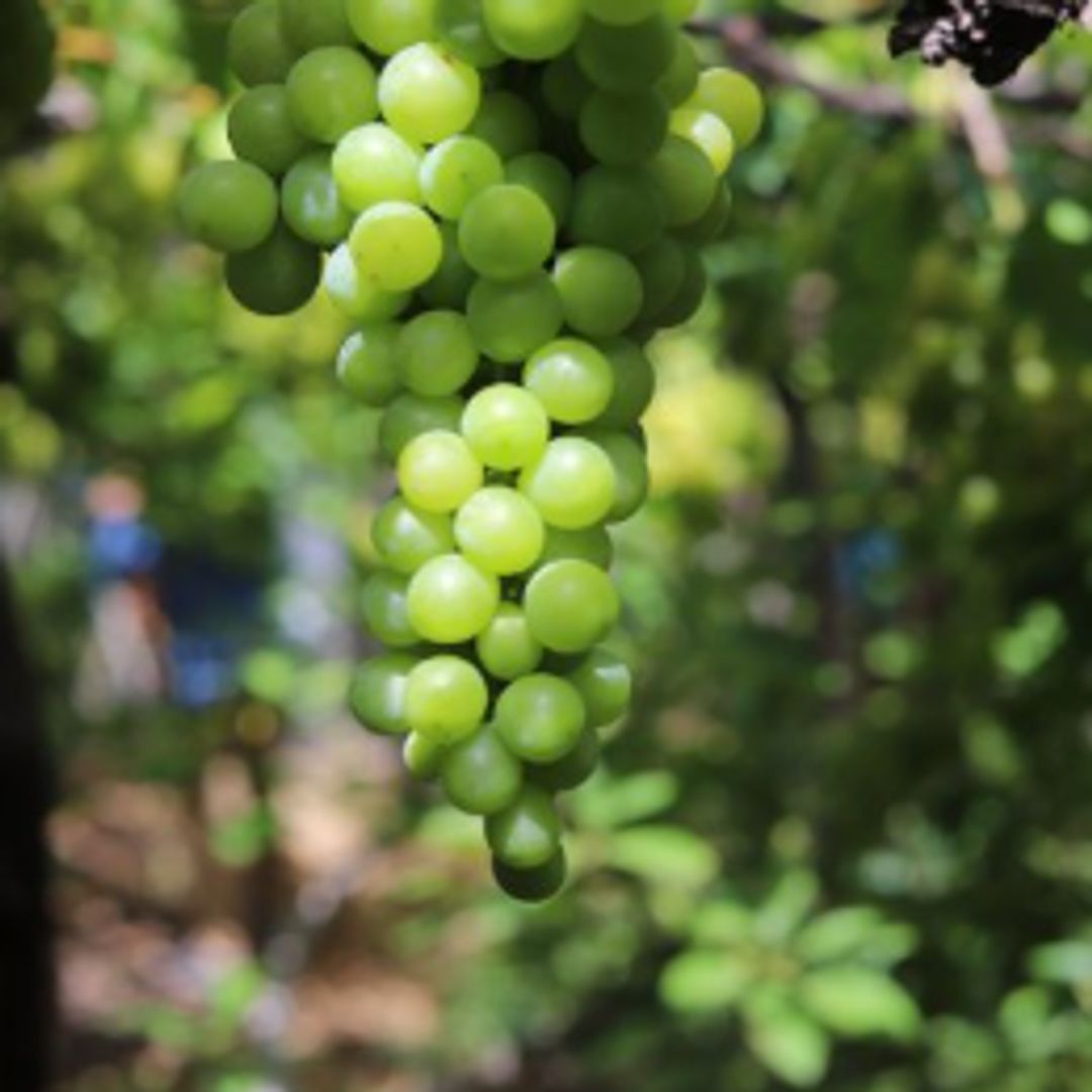 Uvas de Bodega Los Berrazales
