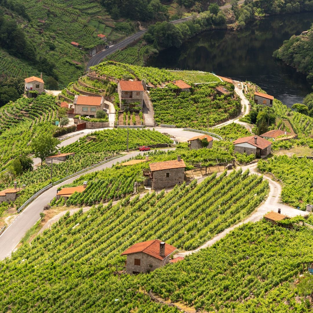 Viñedos de la Ribeira Sacra de Lugo
