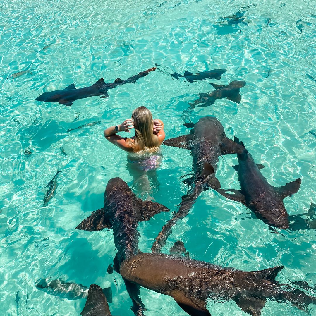 Tiburones nodriza en Exuma, Bahamas