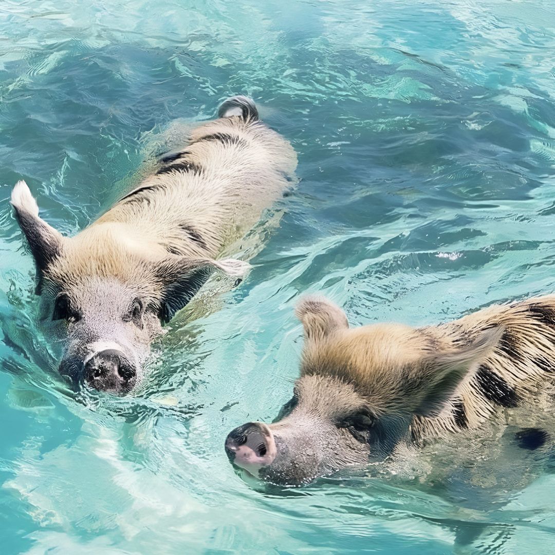 Exuma, Bahamas, cerdos nadando