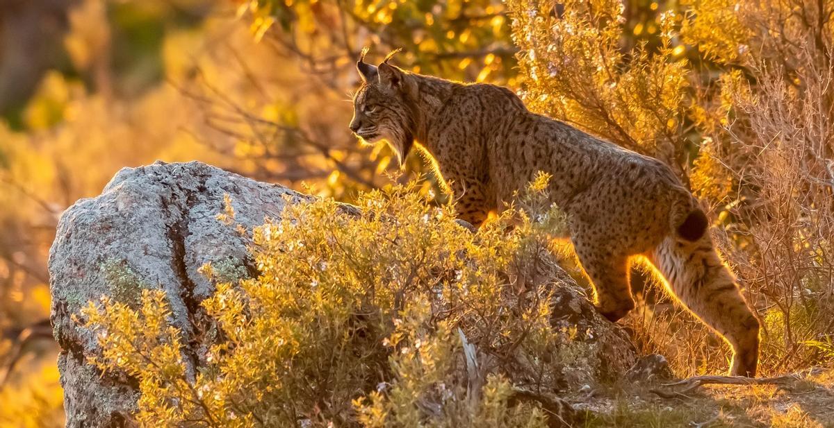 Un ejemplar de lince ibérico en estado salvaje