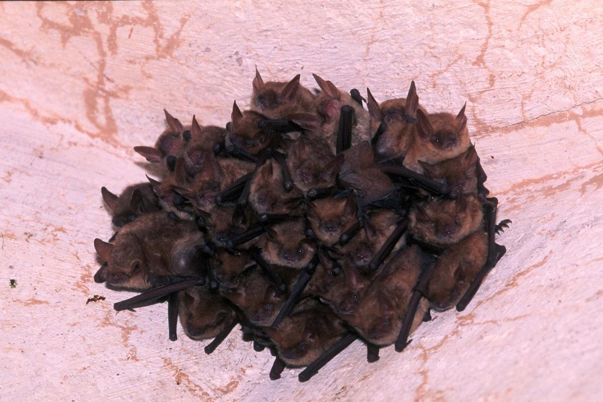 Un grupo de murciélagos, dentro de la cueva, en una imagen de archivo.
