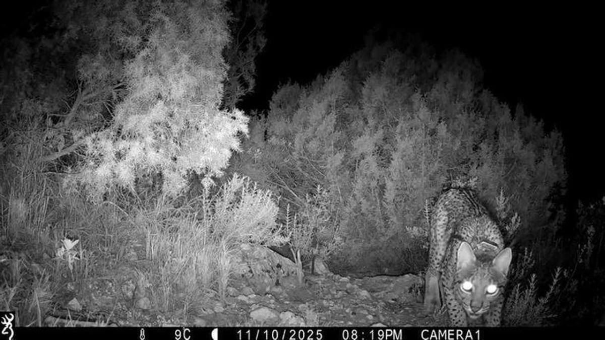 Un lince fotografiado cerca del pueblo de Villena en 2025