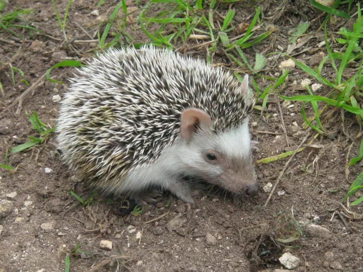 El erizo moruno está presente en Levante y Baleares.