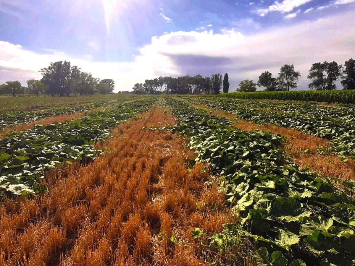 Un campo cultivado sin labranza, lo que evita modificar el suelo