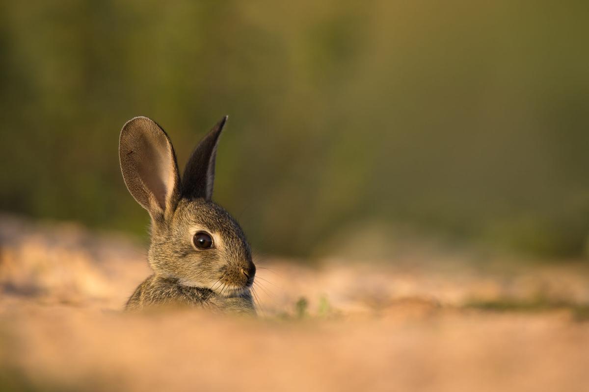 La gran abundancia de conejos en la Comunidad Valenciana, un factor favorable para el lince